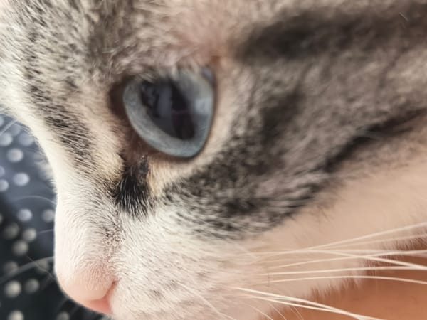 Macro photography session captures intimate details of cats' features