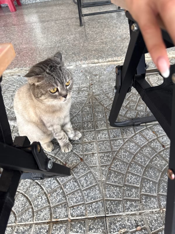 Gray cat receives attention on Đà Nẵng sidewalks