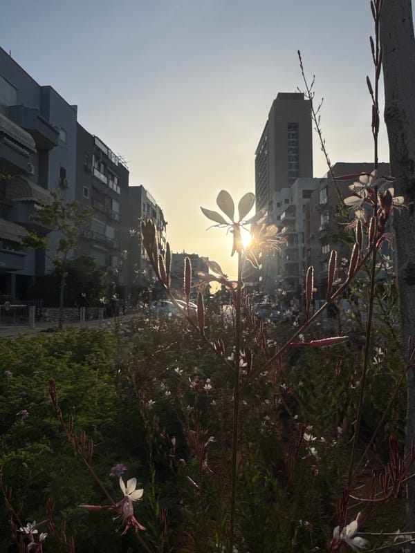 Afternoon sunlight photographed through flowers in Bat Yam, Israel