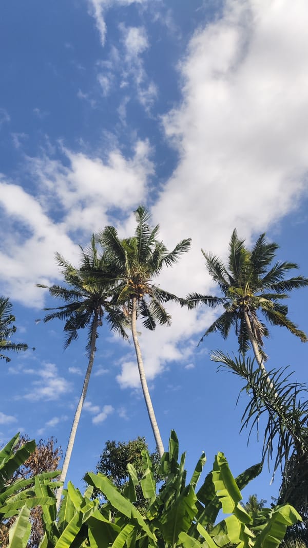 Coconut palms reach into a cloud-dotted blue sky in Kediri