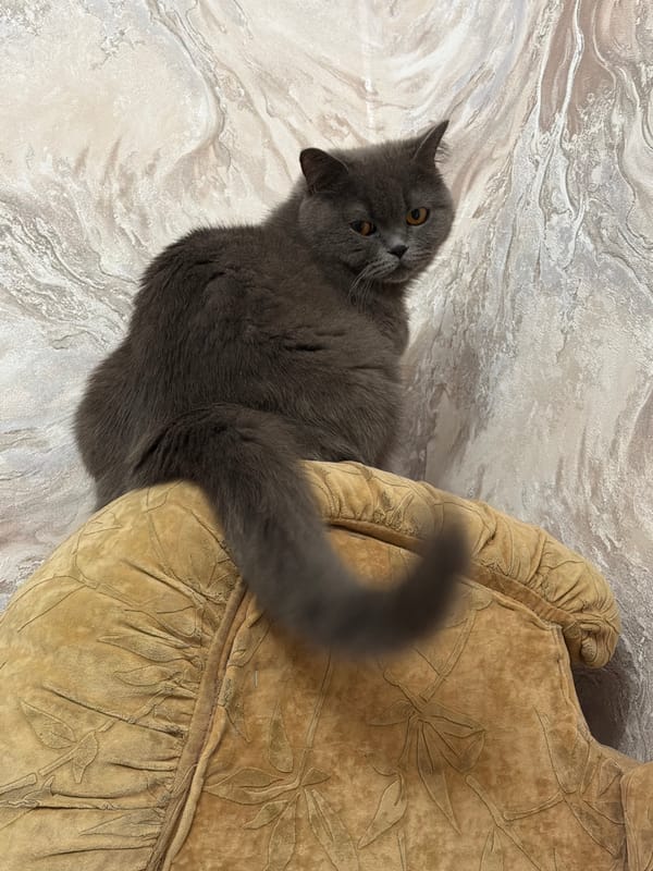 Grey British Shorthair relaxes around a Kyiv apartment