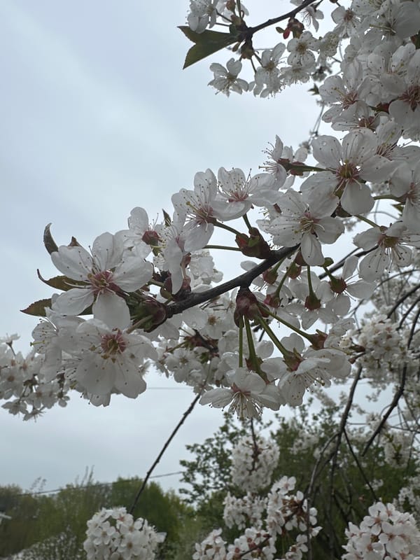 Spring morning walk documents blooming flowers in Nizhny Novgorod