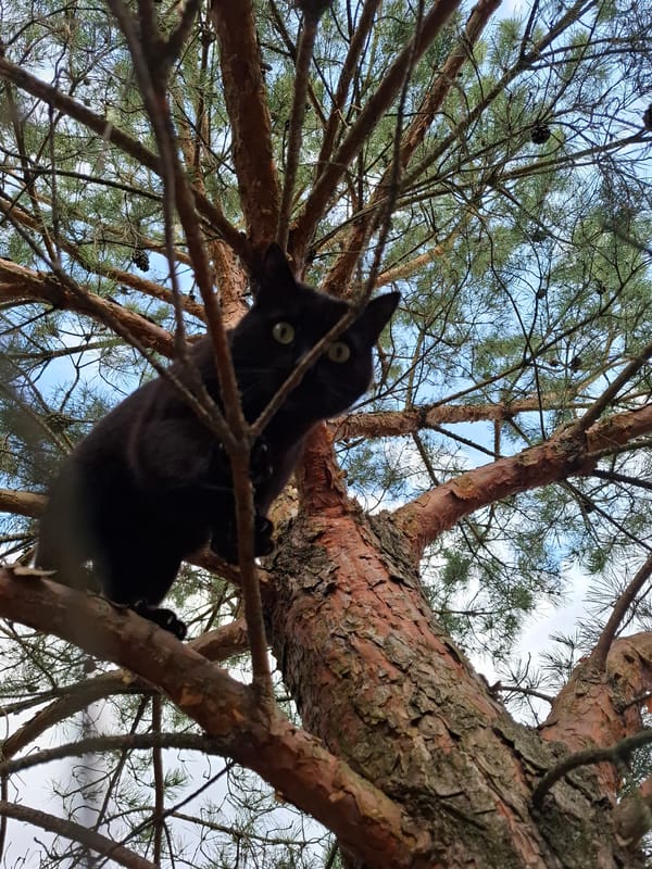 Black cat spotted in trees and grass area