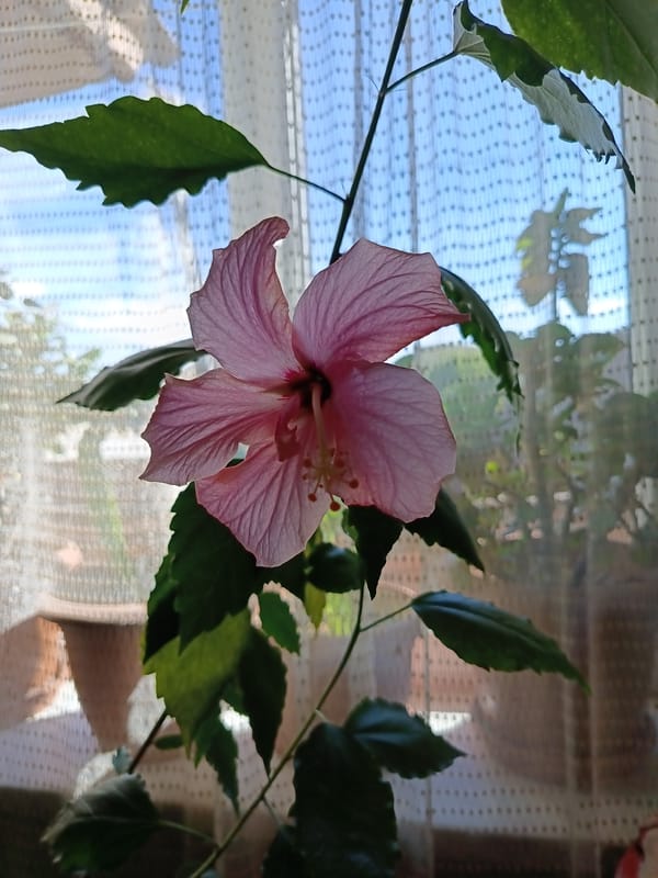 Pink hibiscus flower in full bloom