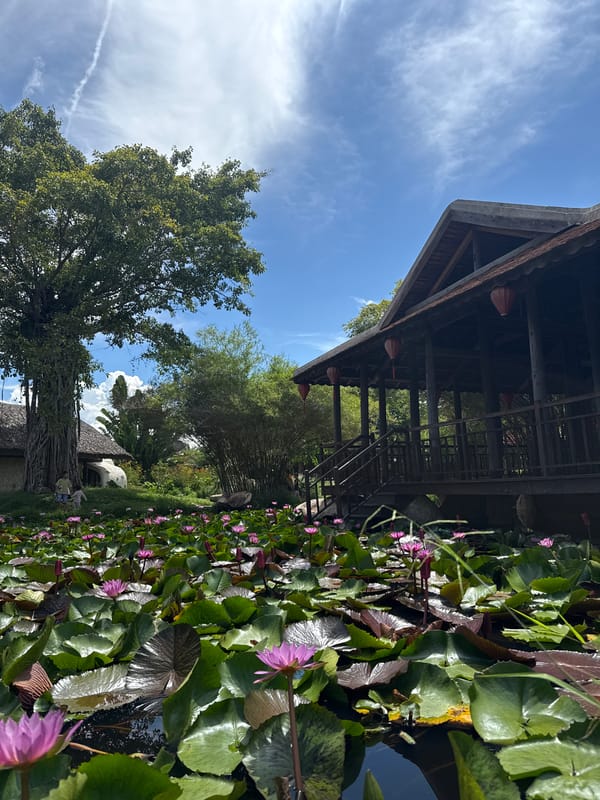 Pink lotus pond and banyan tree at a Nha Trang garden
