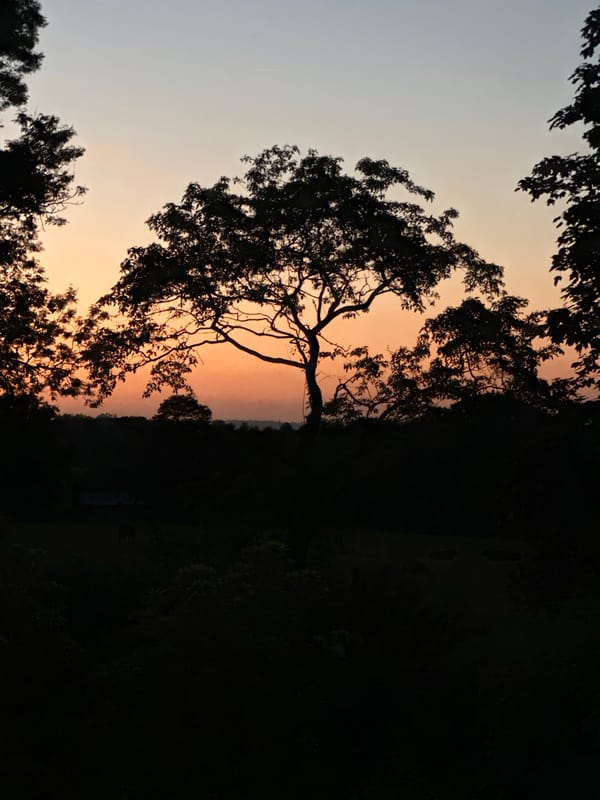 Sunset observed over Tunbridge Wells tree line Monday evening