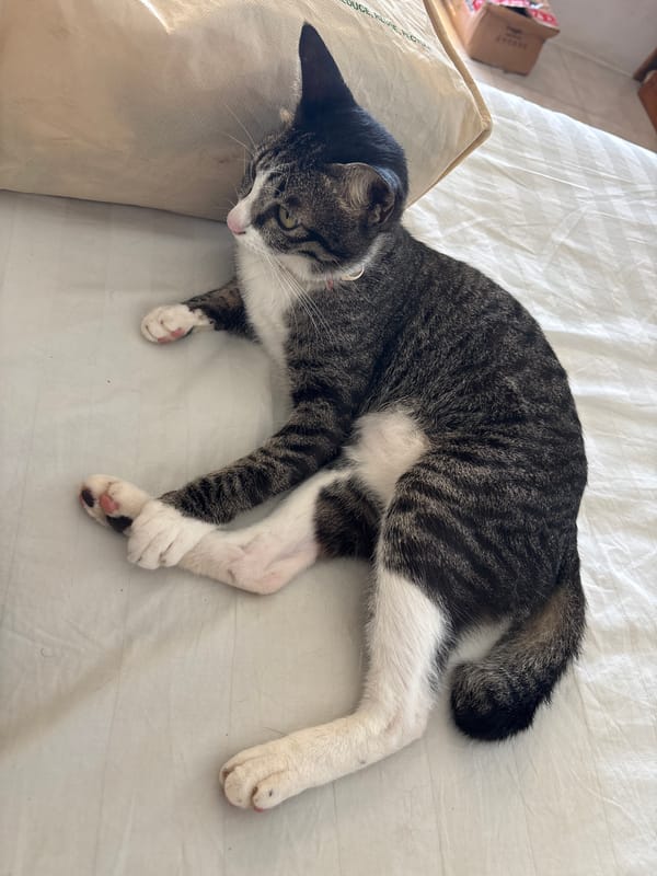 Cat rests on bed in Kuta Selatan, Indonesia