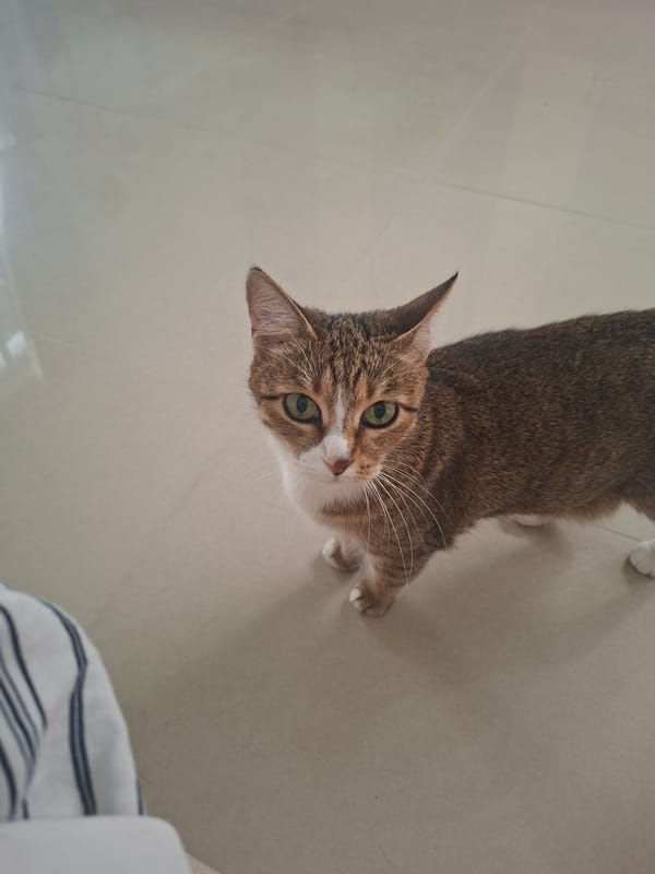 Morning cat activities documented across Nha Trang residential area