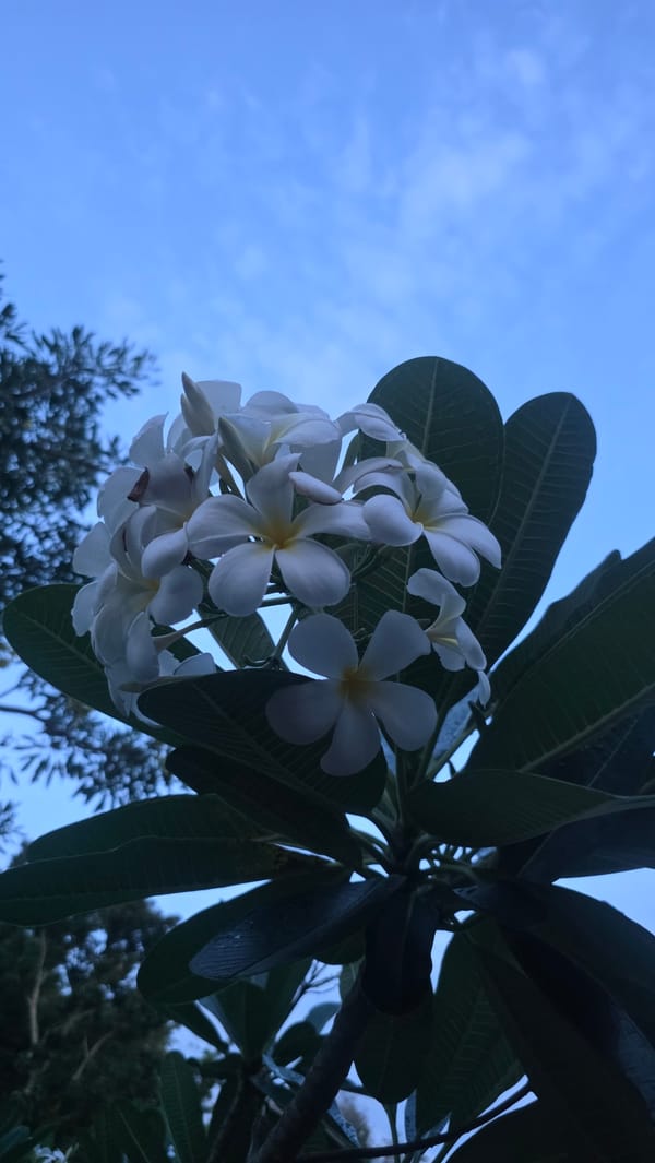 Evening botanical documentation session captures Banda Aceh flora