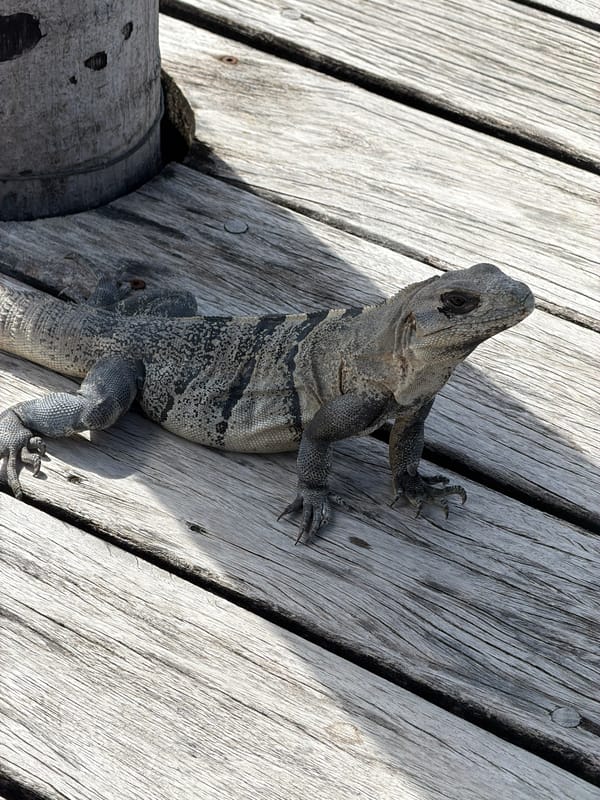 Iguana spotted on wooden pier in San Pedro Town