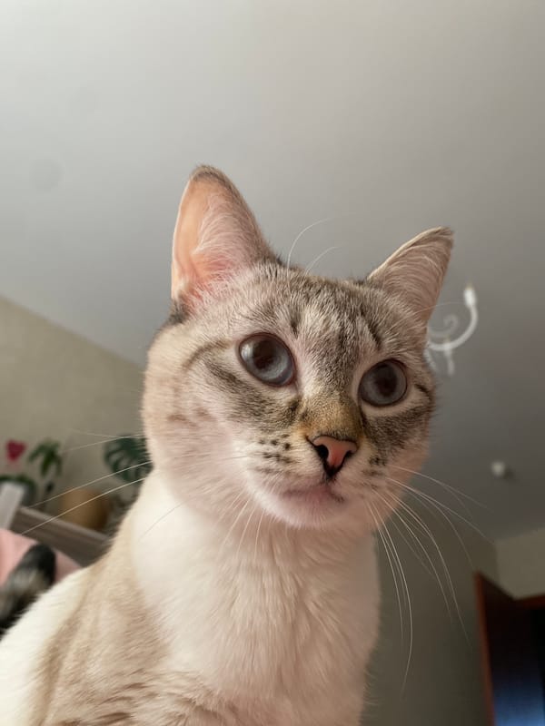 Cat photographed looking down at camera in Yekaterinburg