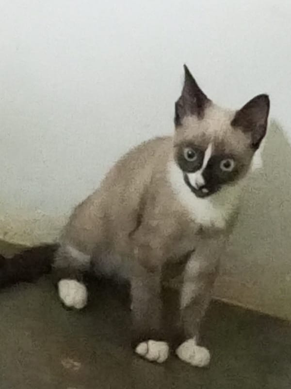 Siamese cat and silver crucifix observed in La Tagua home