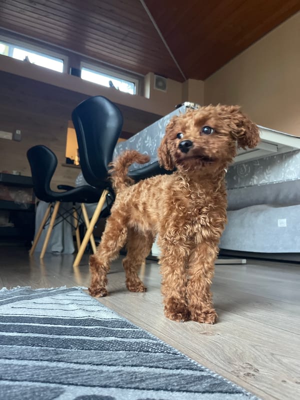Woman documents quiet morning with poodle in Sofia apartment