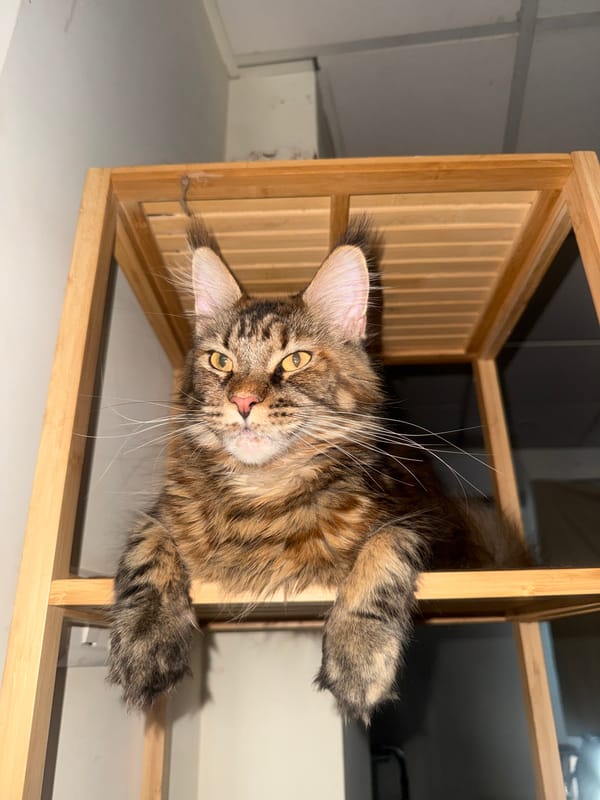 Fluffy cat and Stitch plush share a cozy Herzliya shelf setup