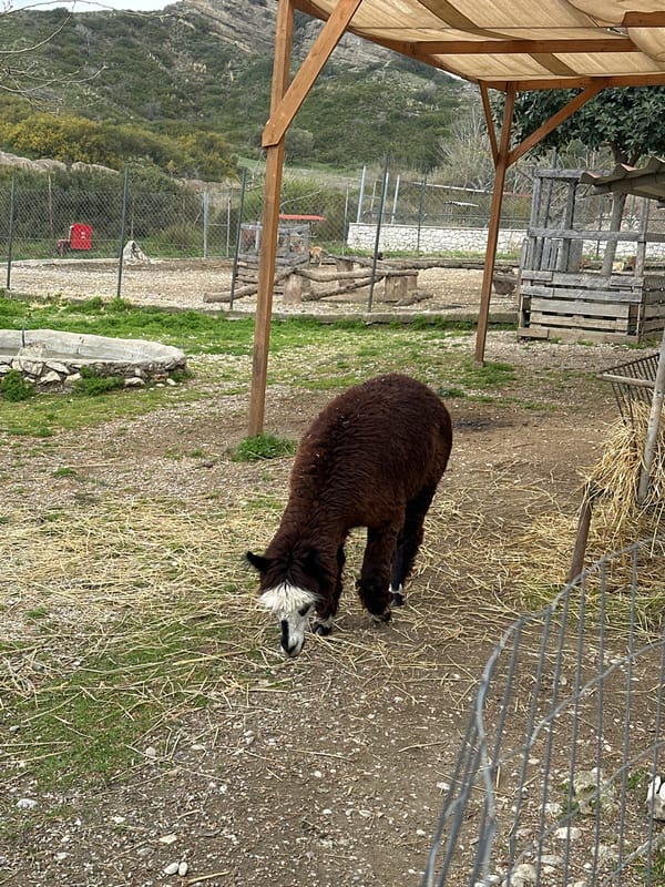 Alpaca and donkey spotted at Greek animal park