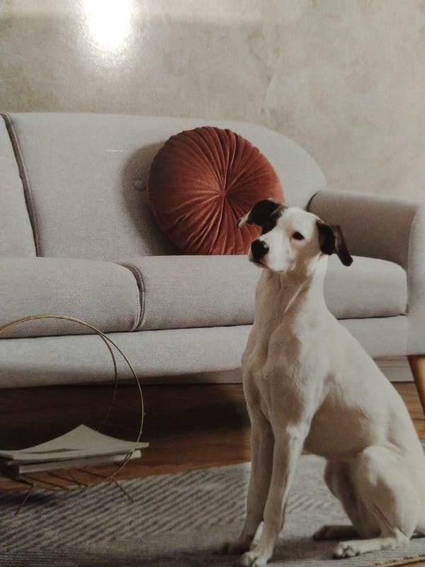 Dog rests on sofa in Bulgarian home