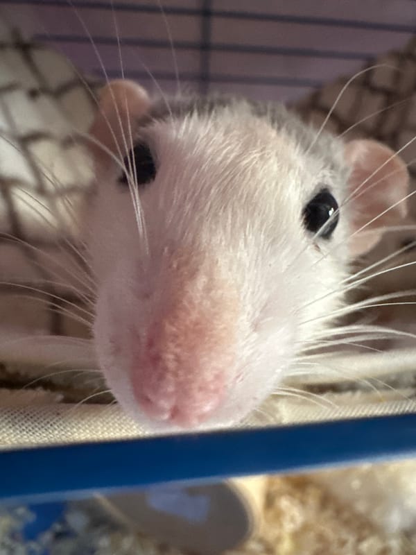 Pet photos captured in Stavropol: sleeping cats and caged rats