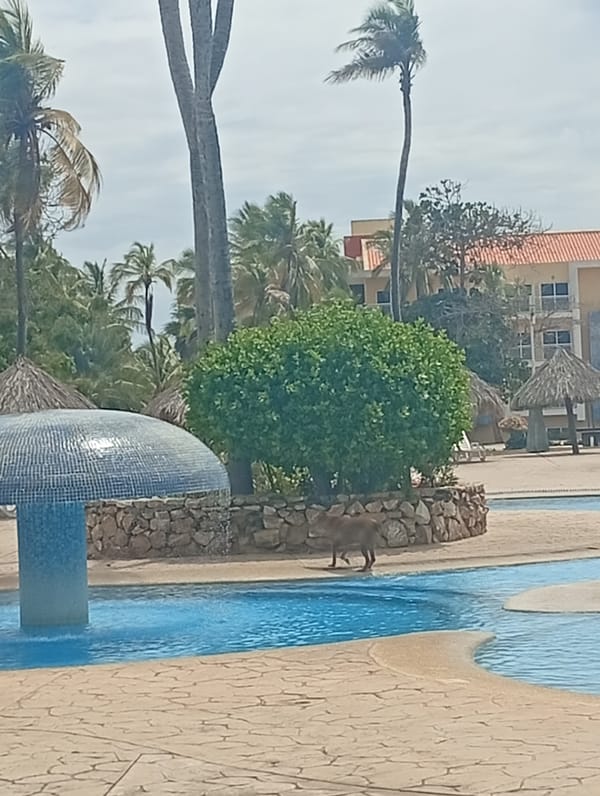Resort pool area documented at Playa El Agua Venezuela