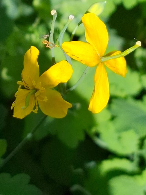 Garden macro photography on a sunny summer morning