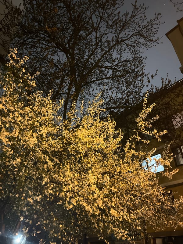 Two contrasting trees photographed against dark sky in Sofia
