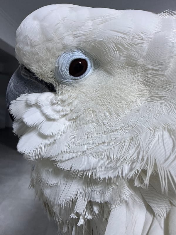 Digital conversation captures casual chat in Tanger Morocco