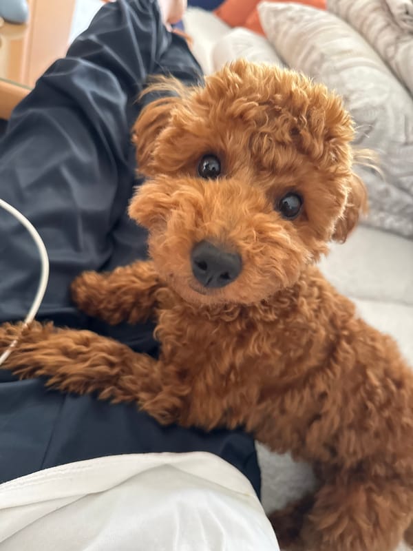 Toy poodle photographed on fabric in Sutomore, Montenegro