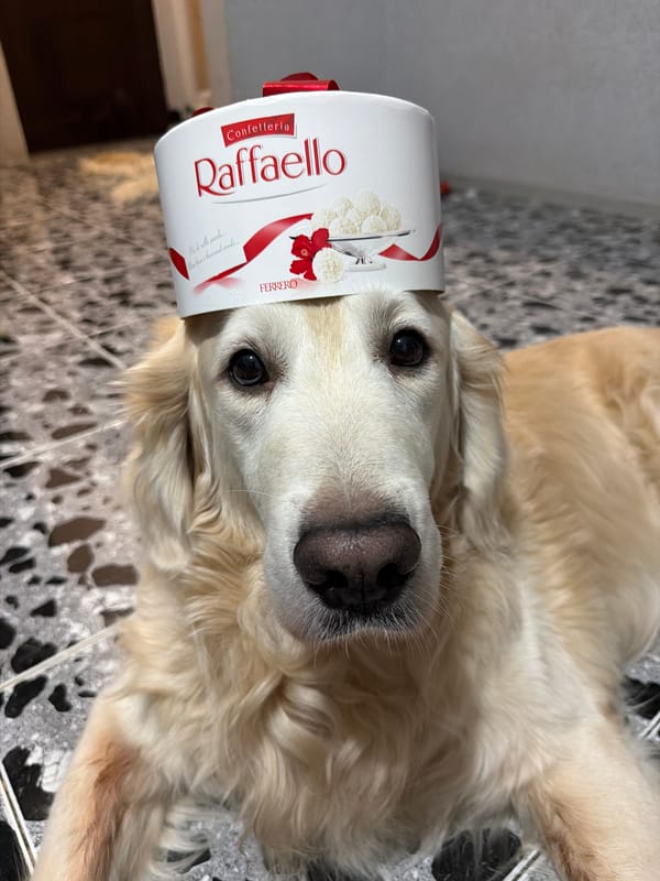 Golden Retriever photographed indoors in Tbilisi, Georgia