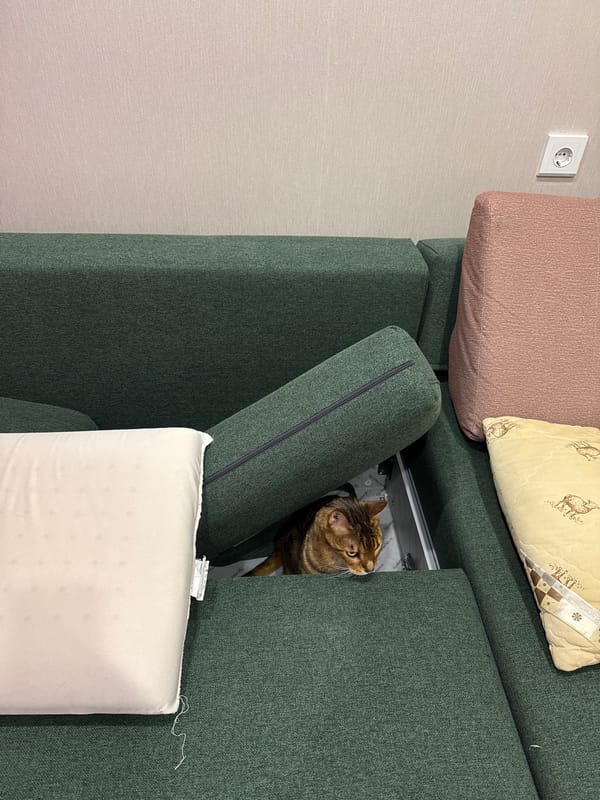 Bengal cat explores green sofa in domestic setting