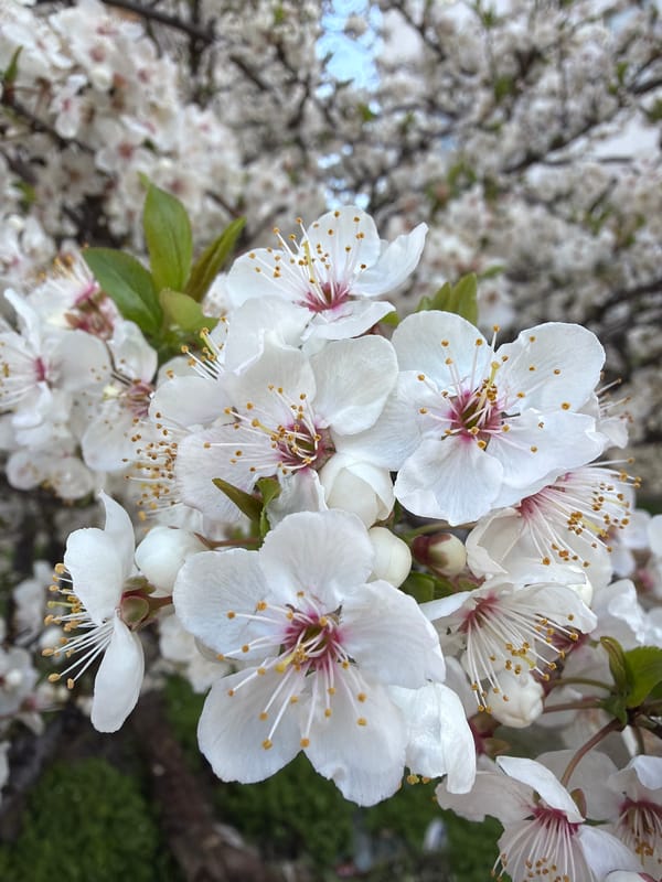 White plum blossoms bloom in Varna, Bulgaria
