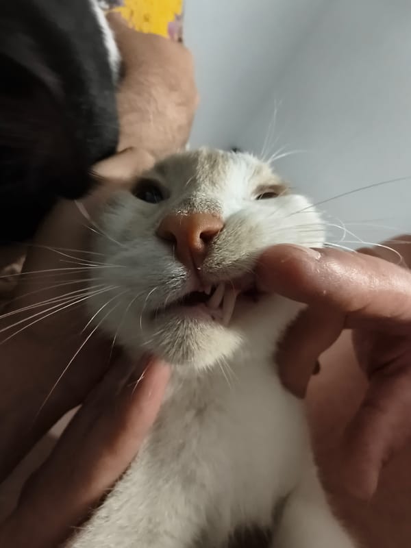 Person examines white-orange cat in Zemun, Serbia