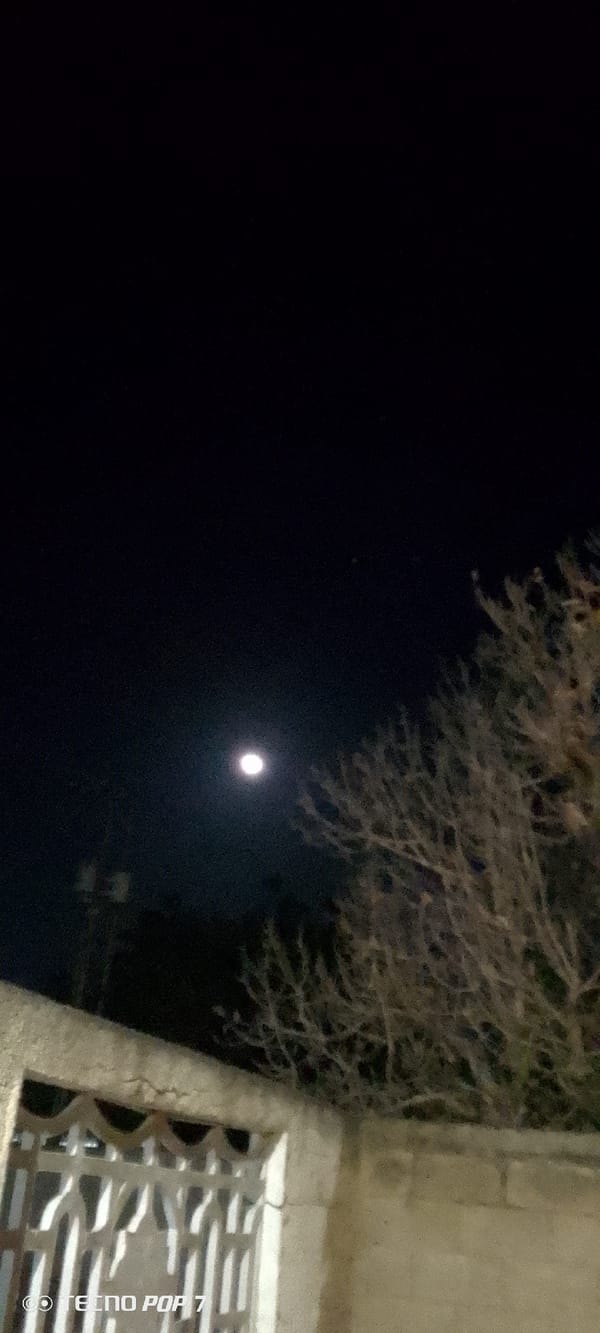 Bright moon observed through trees in Altagracia, Venezuela