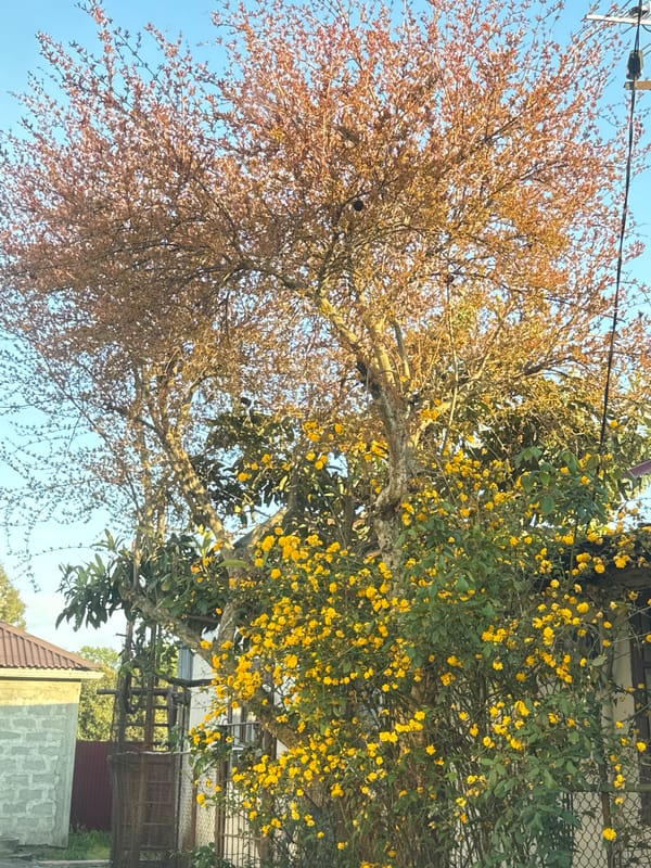 Spring foliage observed against clear skies in Sirius, Russia