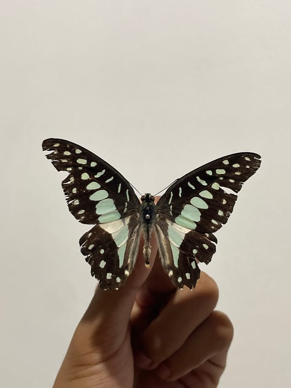 Butterflies, street food, and a sleeping dog in Davao City