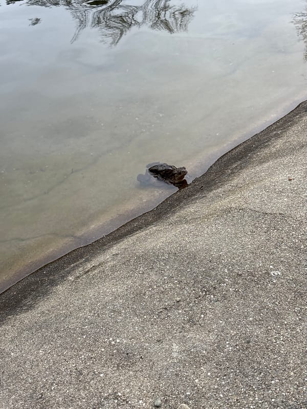 Wildlife spotted in Blagoevgrad park includes amphibians and ducks