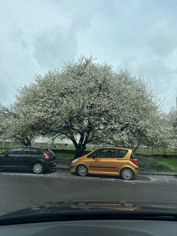 Spring blooms frame parked cars on Burgas street