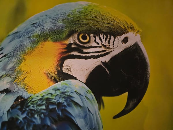 Urban observations span wildlife, art, everyday moments across unknown locations