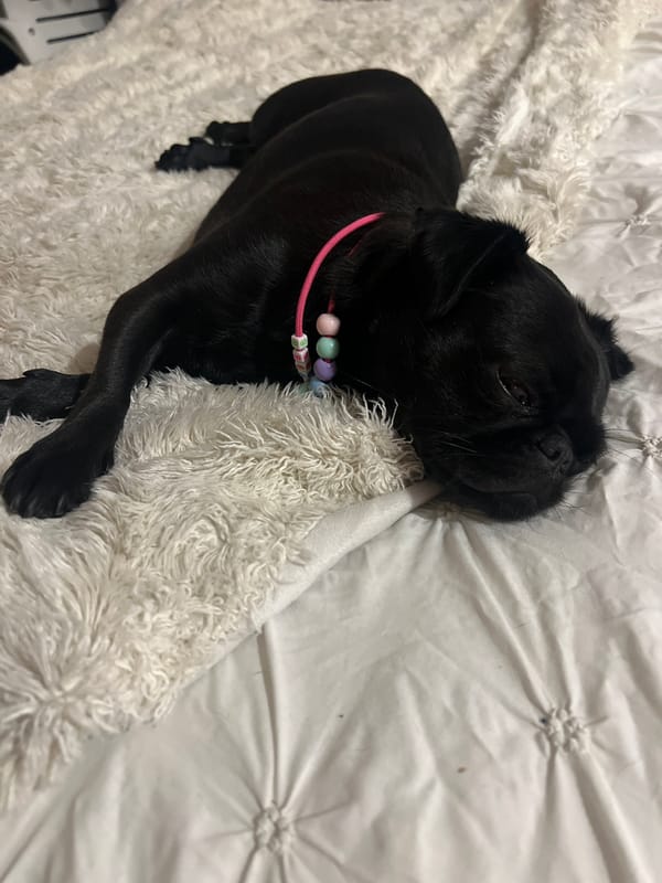 Black pug with pink collar rests on white bedding in Miraflores
