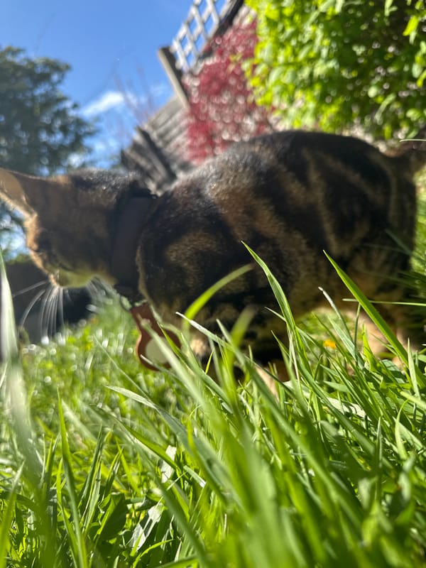 Multiple domestic cats spotted in Desborough neighborhood gardens