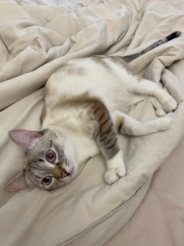Cat rests on bed in Yekaterinburg