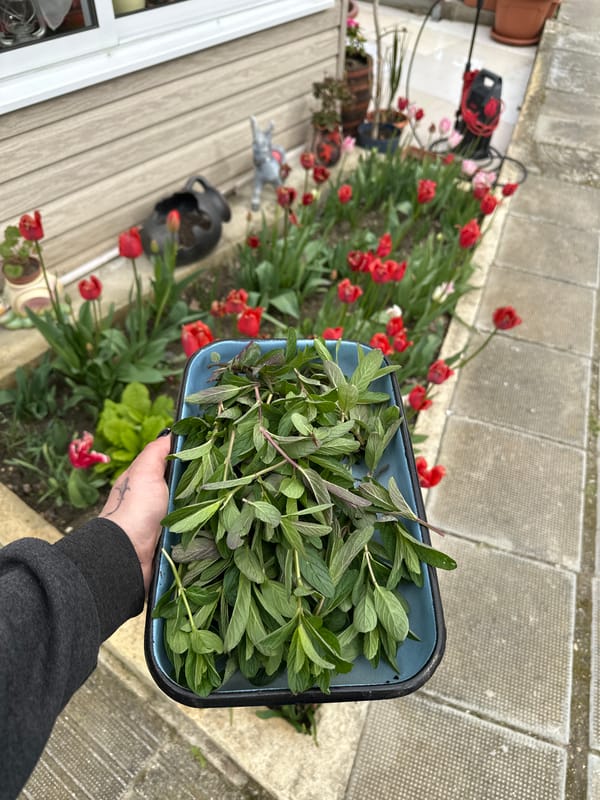 Person harvests fresh herbs, green onions in residential garden