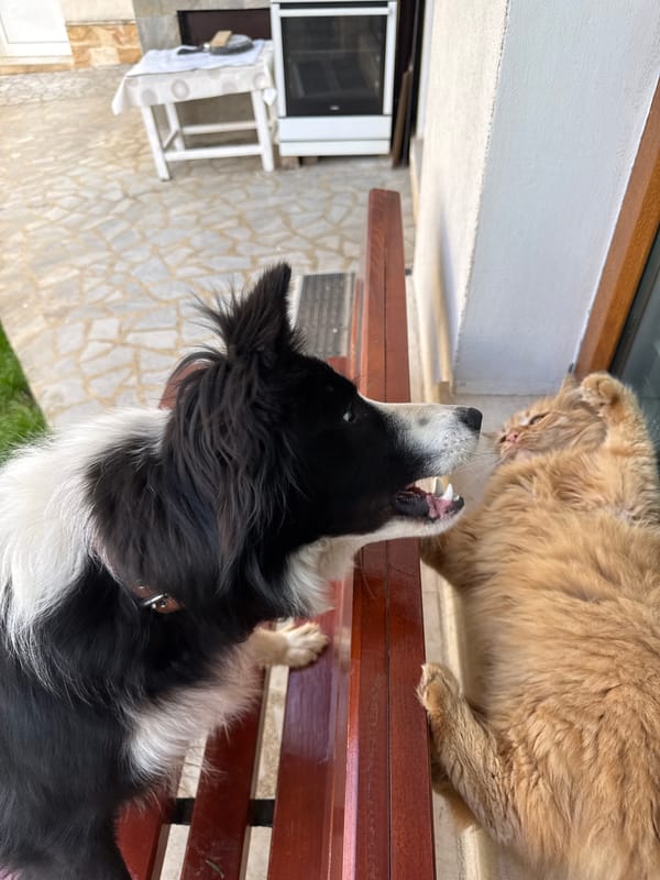 Dog and cat observed in territorial encounters in Berkovitsa