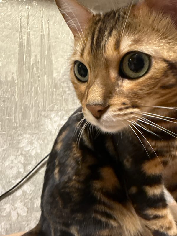 Lazy afternoon at home with Bengal cats, kittens, and a hamster