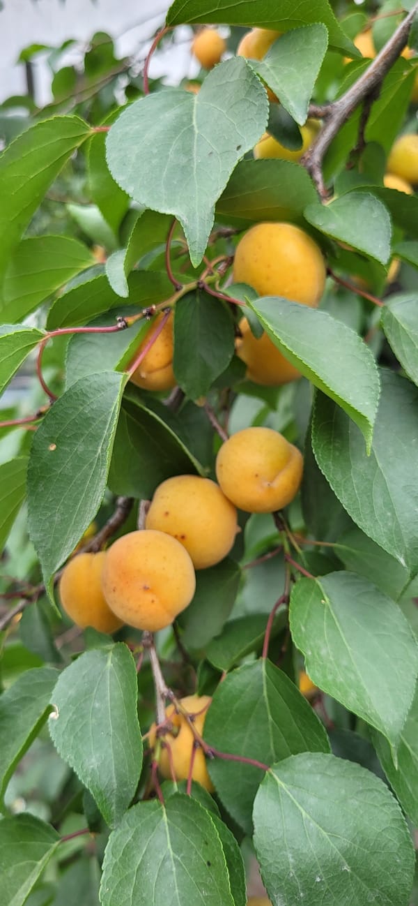 Taldykorgan garden in peak summer bloom, fruit and flowers