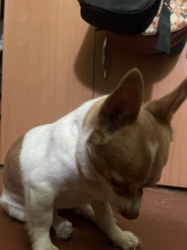 Chihuahua's quiet evening indoors in Sevastopol