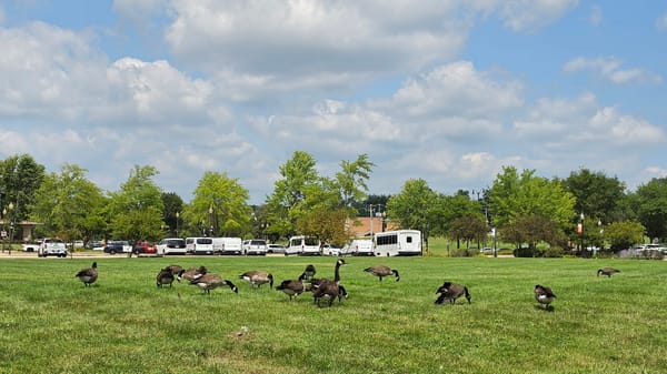 Fox River dam, geese, and riverside scenery in Elgin