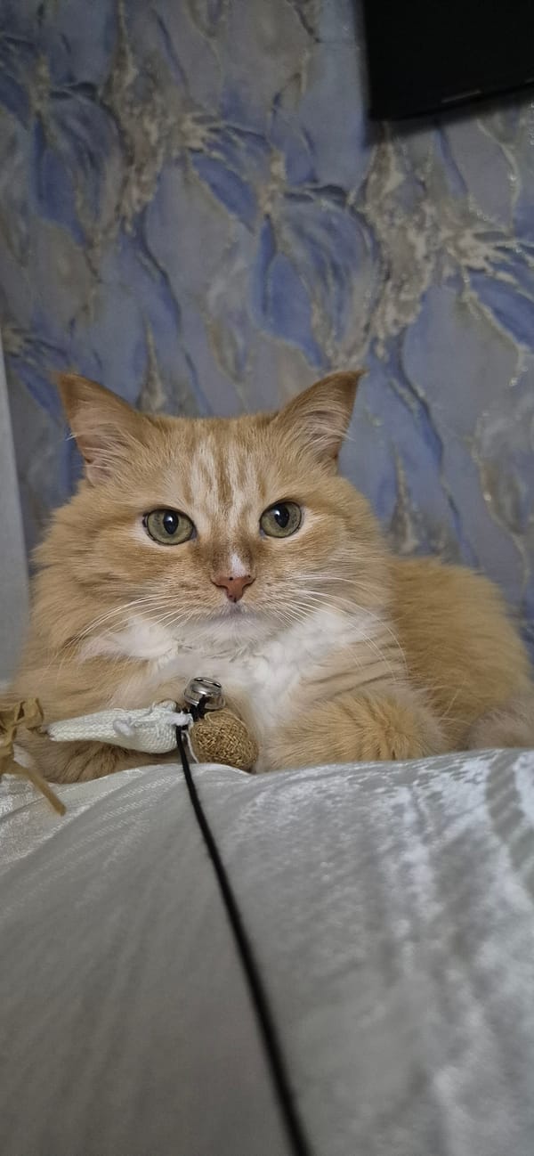 Orange cat with bell collar rests on marble surface
