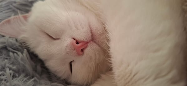 White cat sleeps peacefully on blanket in Burgas