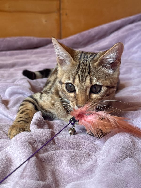 Cats playing and resting on purple blankets in Rzhev