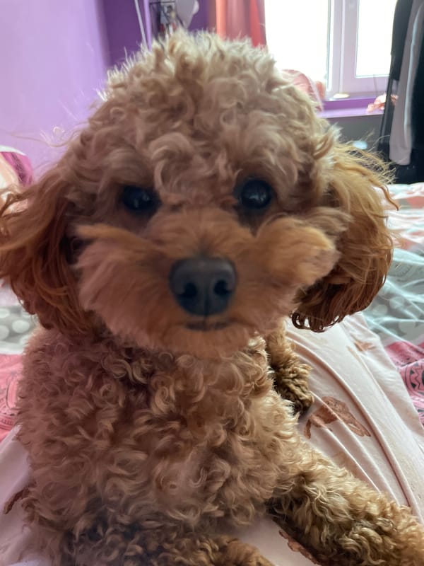 Small curly dog photographed on bed in Pazardzhik, Bulgaria