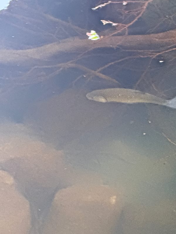 Wildlife and street details from Virpazar's waterways